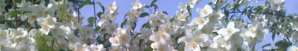 Jaśmin